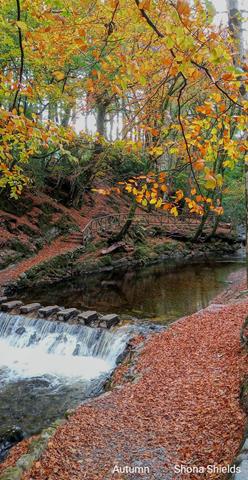 Autumn by Shona Shields