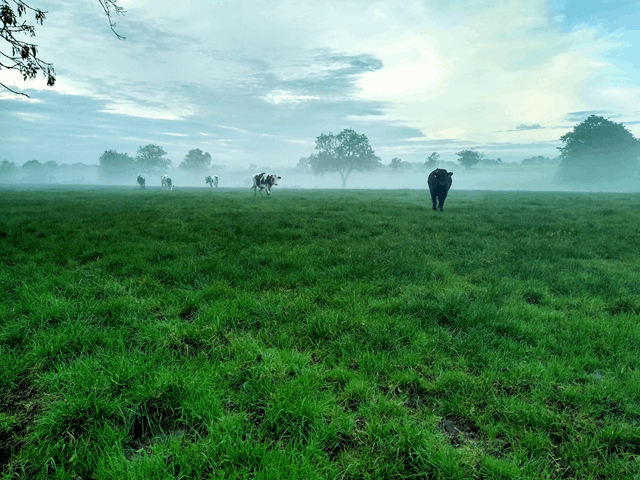 'Cold Winter Morning' by Lila Uprichard