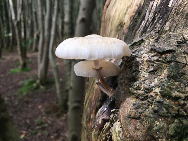 'Porcelain Mushrooms' by Jasmine Buchanan